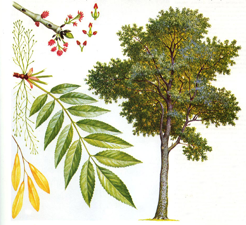 ясень дерево фото где растет в россии